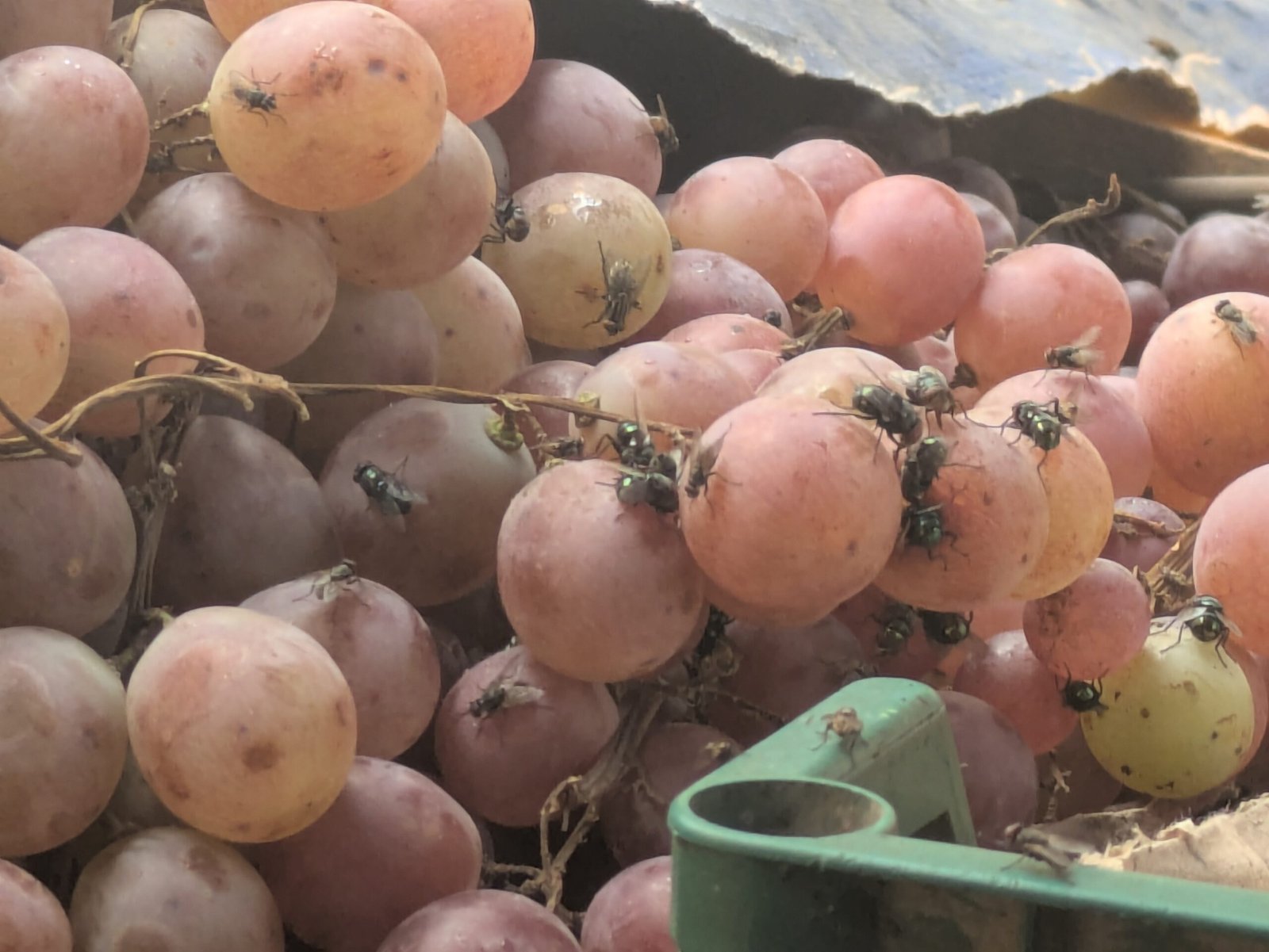 Uncovered: What’s Really on Dakar’s Street Fruit